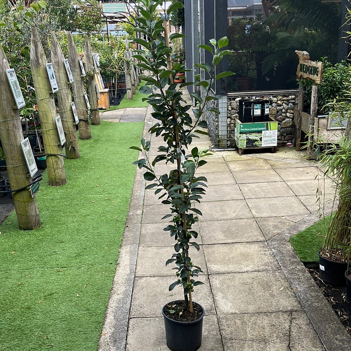 MALUS GOLDEN HORNET