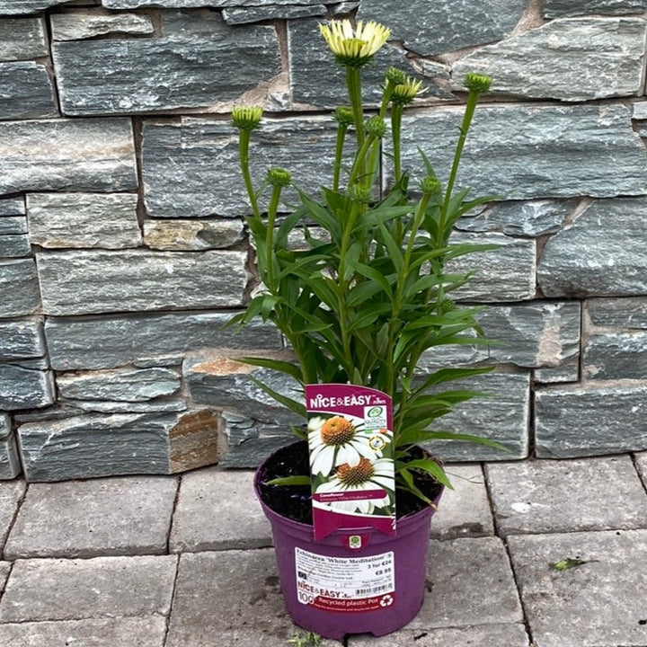 Echinacea-White-Meditation-potted 1