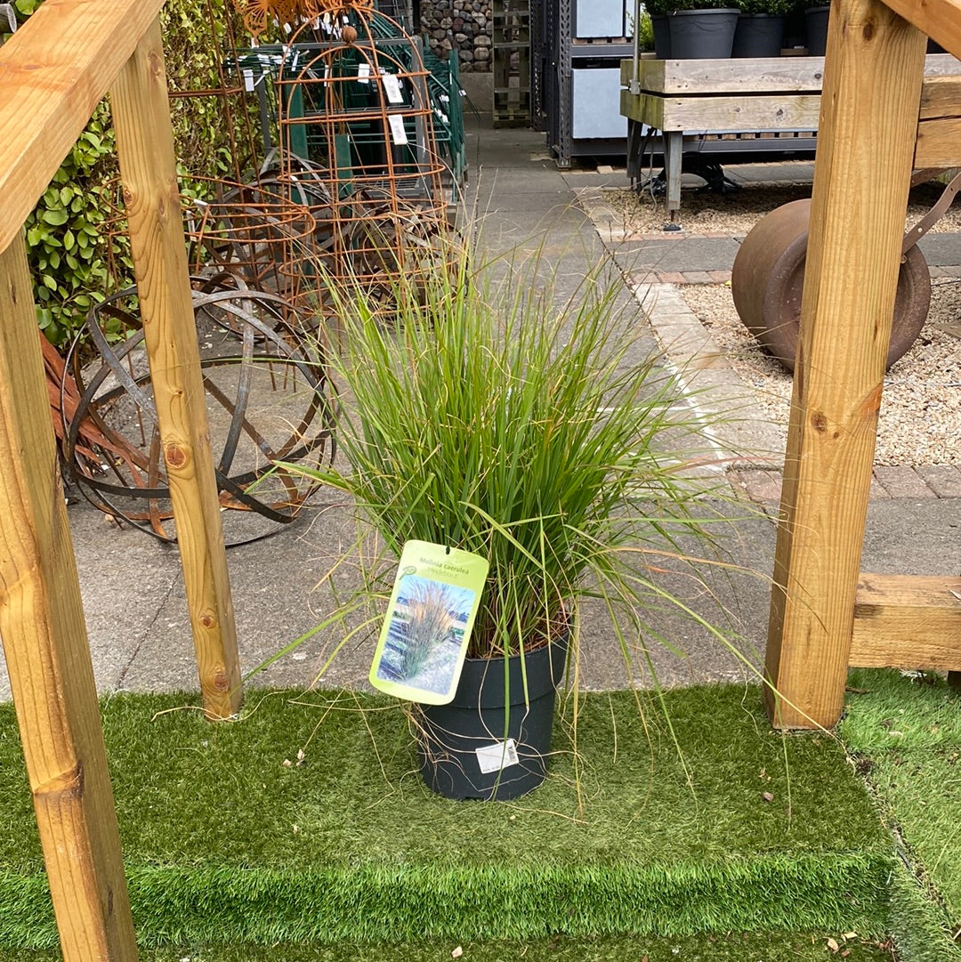 Purple Moor Grass (Molinia Caerulea Heidebraut)