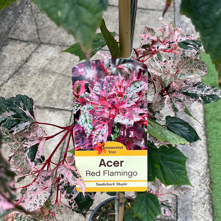 ACER CONSPICUUM RED FLAMINGO 1/2std 10ltr