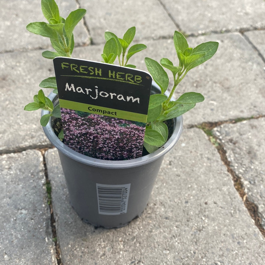 Marjoram Golden - Grow Your Own - Windyridge Garden Centre