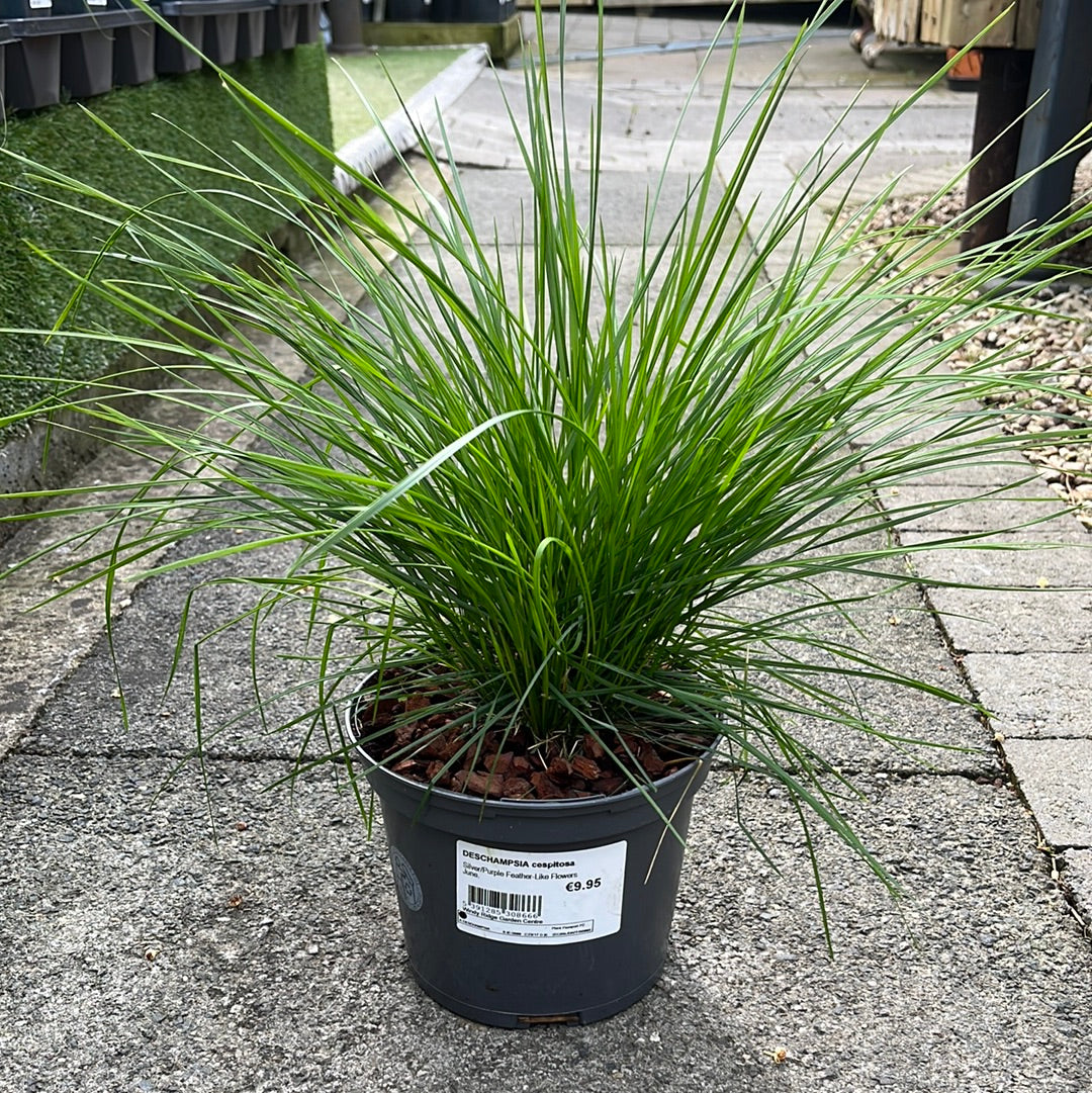 DESCHAMPSIA cespitosa