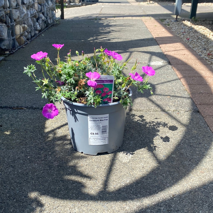 Geranium Max Frei