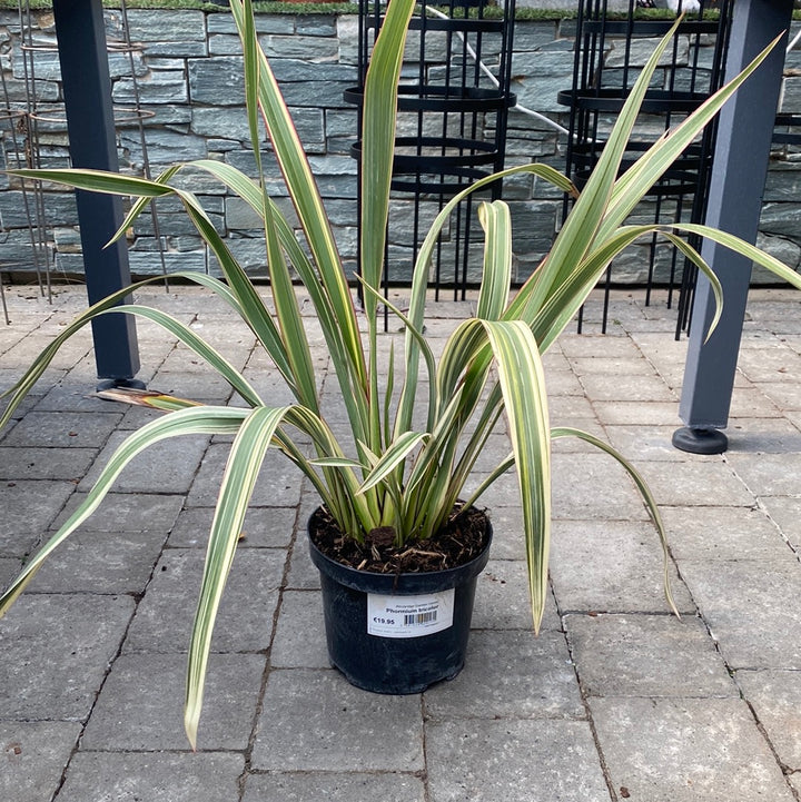 Mountain Flax (Phormium Tricolor) - Herbaceous - Windyridge Garden Centre