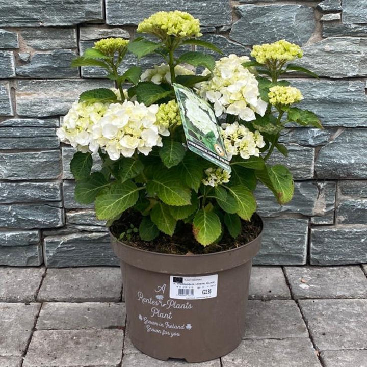 HYDRANGEA M. CRYSTAL PALACE