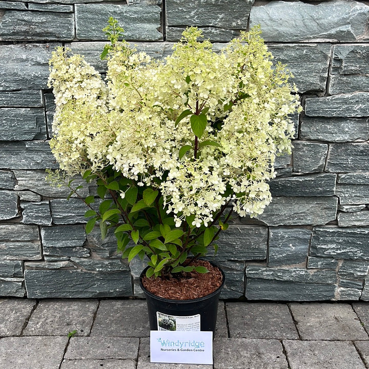 HYDRANGEA pan. Bobo