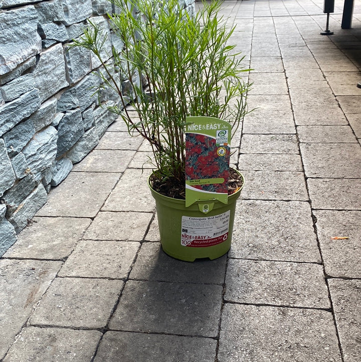 Tickseed (Coreopsis Red Satin) – Windyridge Garden Centre