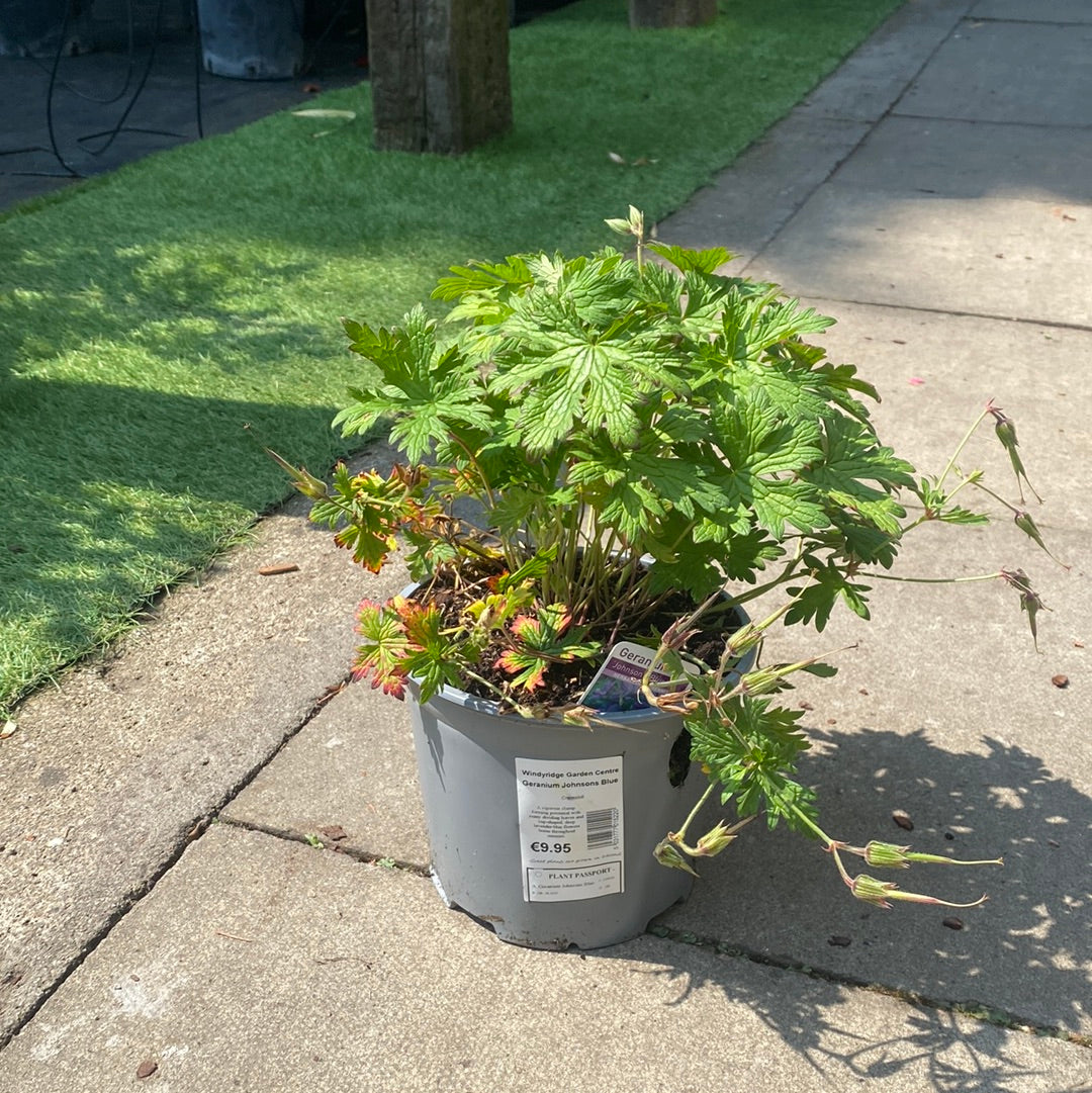 Geranium Johnsons Blue