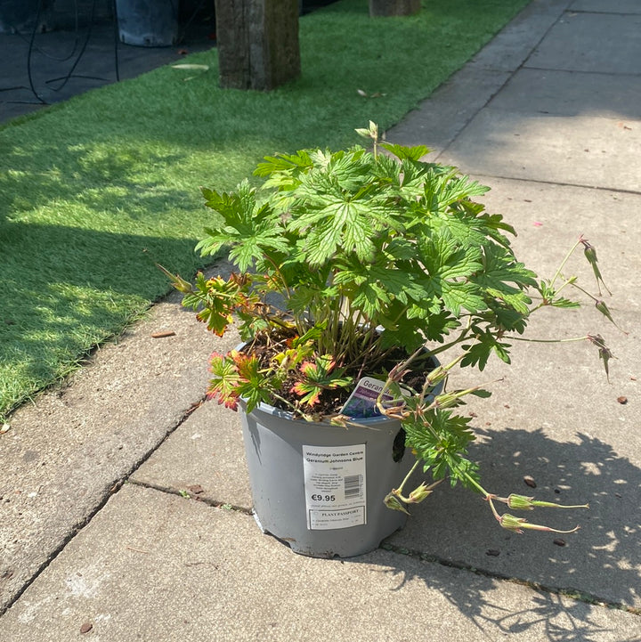 Geranium Johnsons Blue