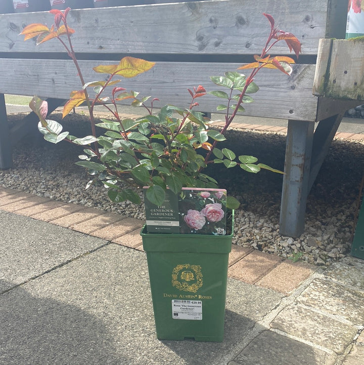 Rosa The Generous Gardener 6L