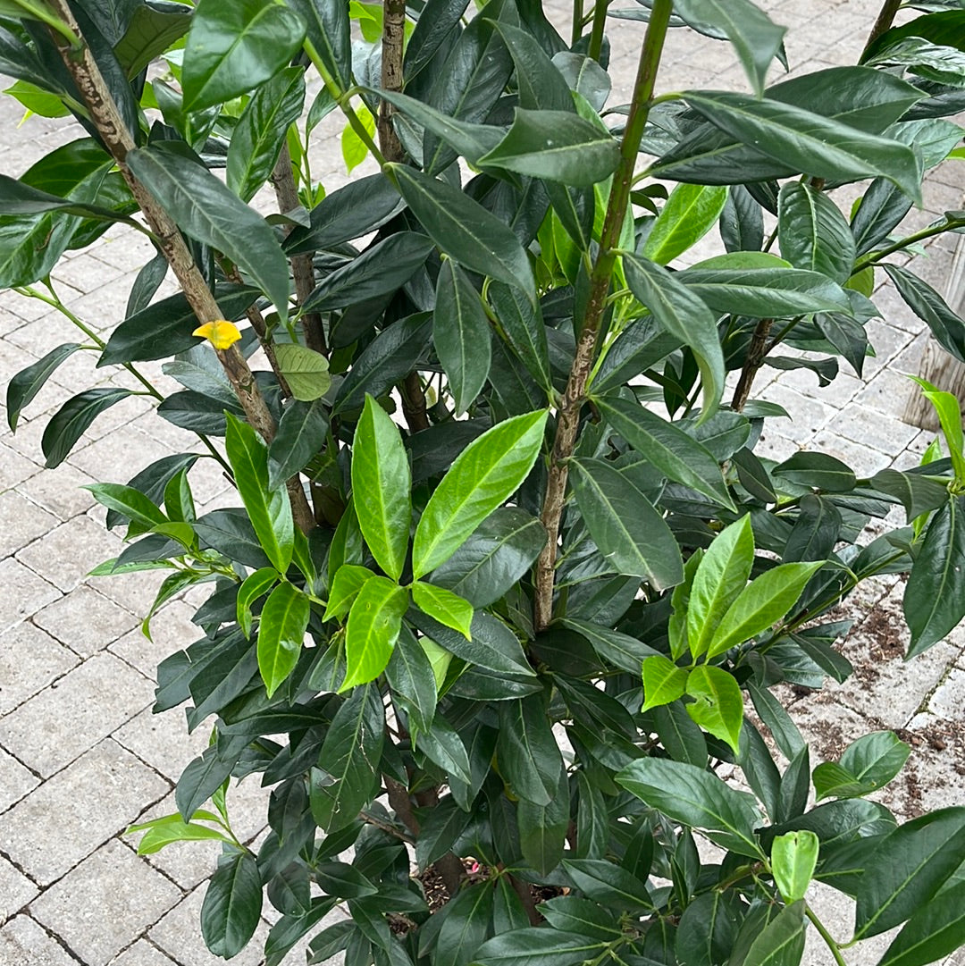 Prunus lau. Caucasica 200cm