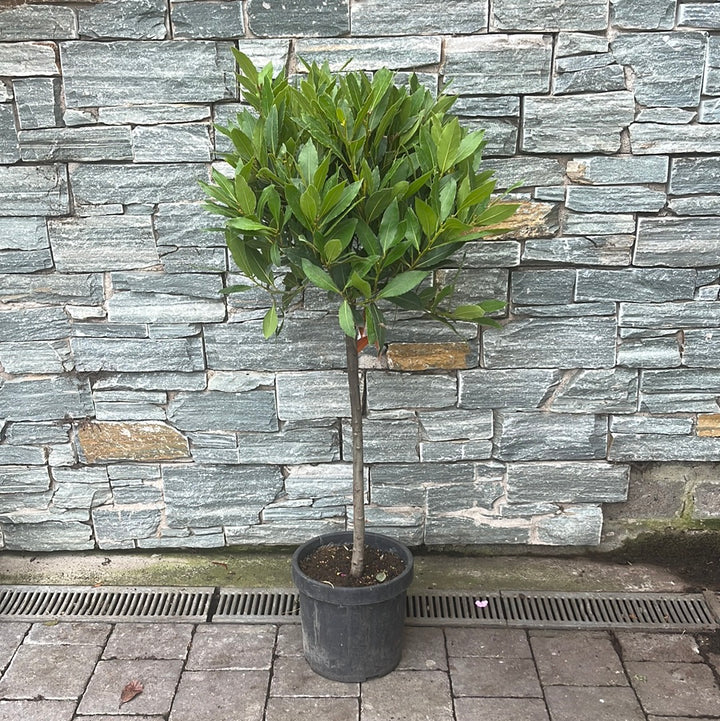 Bay Standard 1/4 Stem Crown 35/40cm Dia. Pot 20cm