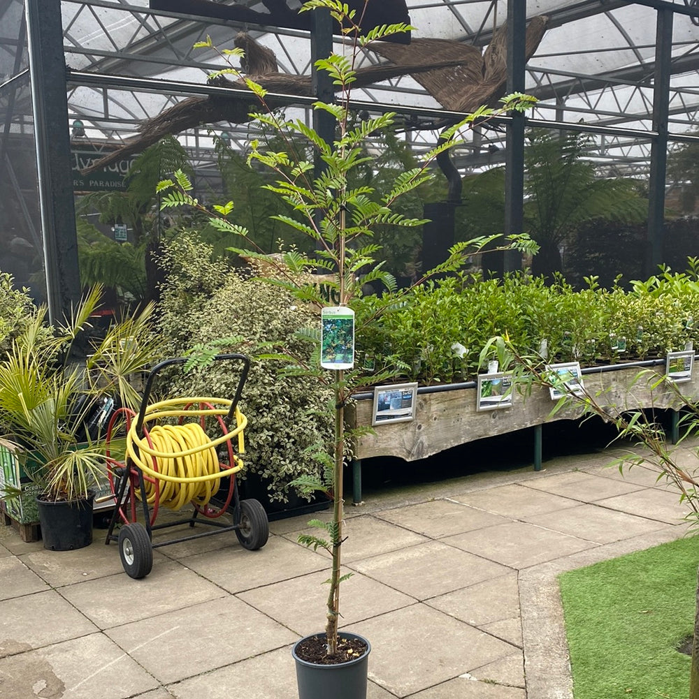 Sorbus Joseph Rock - Trees - Windyridge Garden Centre