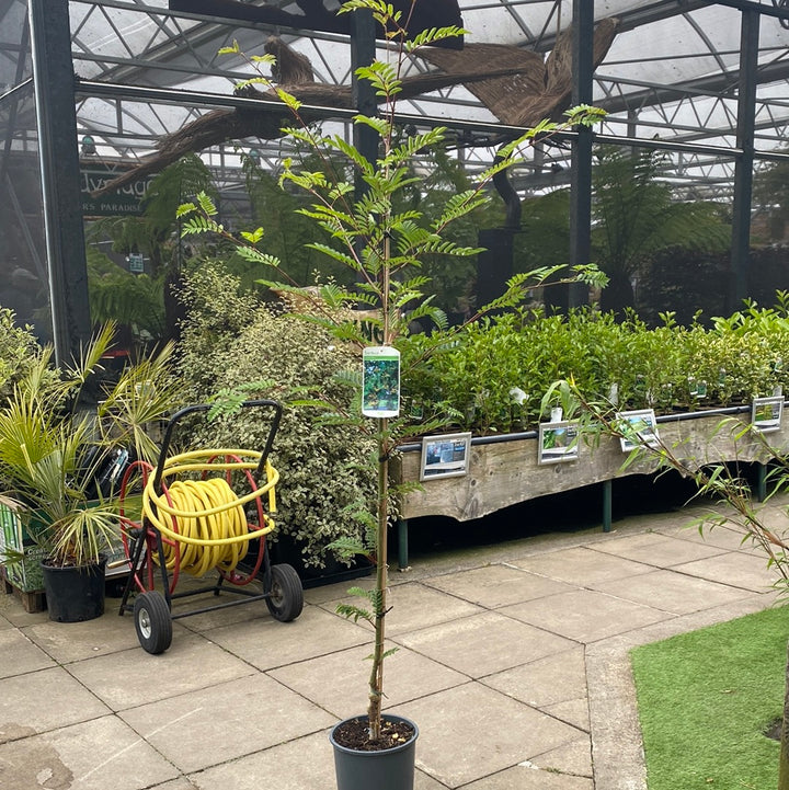 Sorbus Joseph Rock - Trees - Windyridge Garden Centre