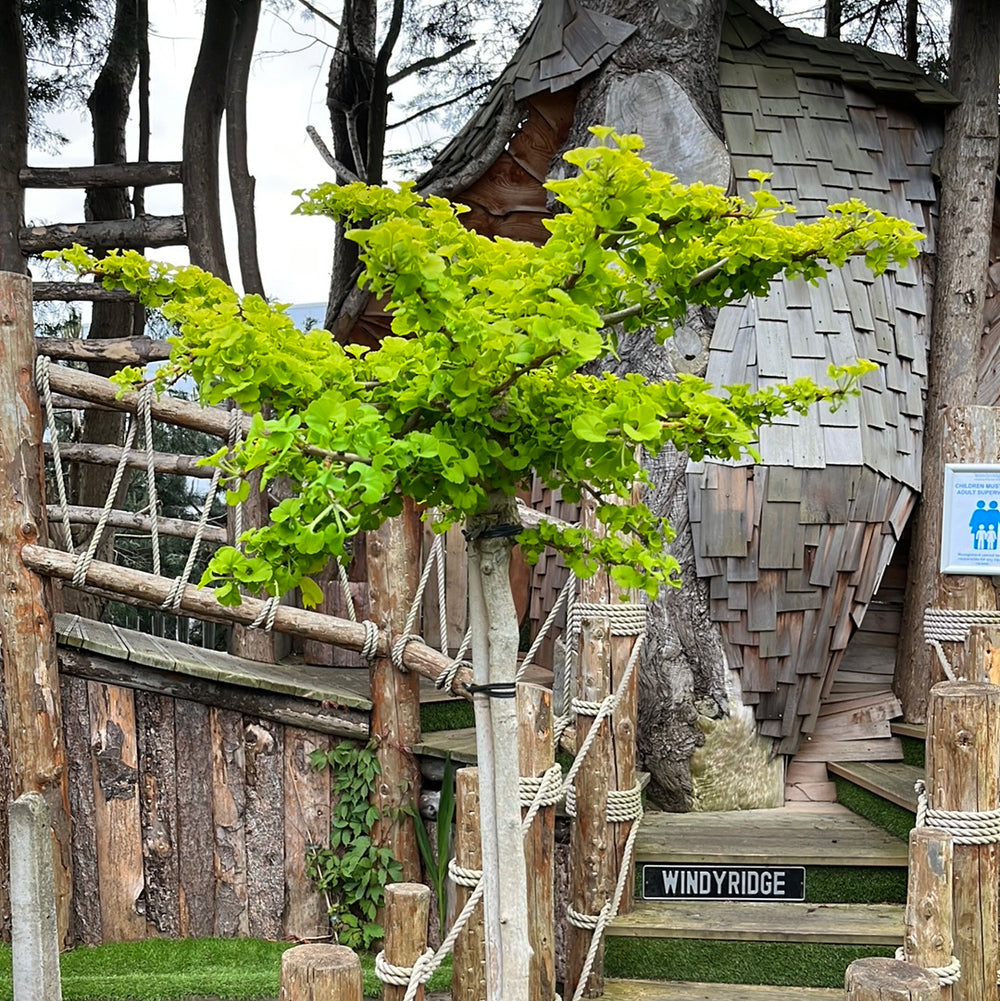 Ginkgo Bil. Mariken - Trees - Windyridge Garden Centre