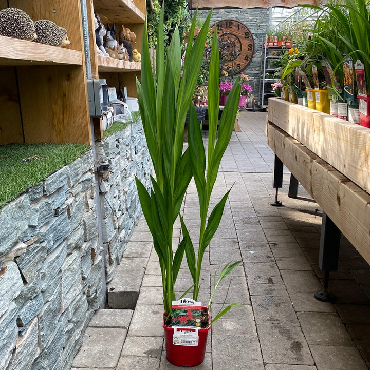 Crocosmia  Lucifer