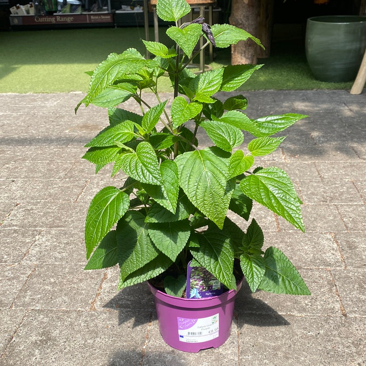 Salvia Giant - Herbaceous - Windyridge Garden Centre