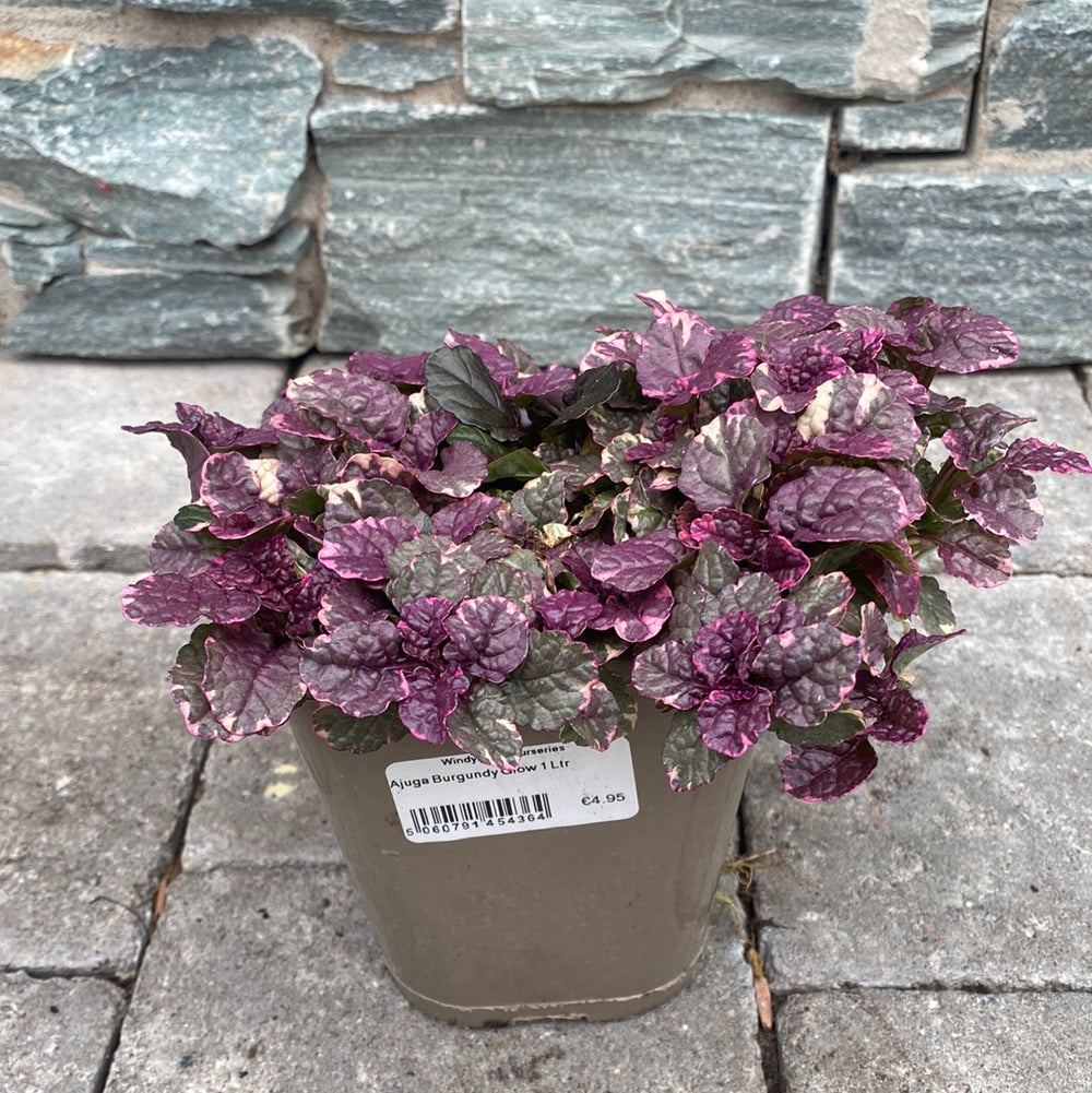 Ajuga Reptans Burgundy Glow 1 Ltr - Bedding - Windyridge Garden Centre