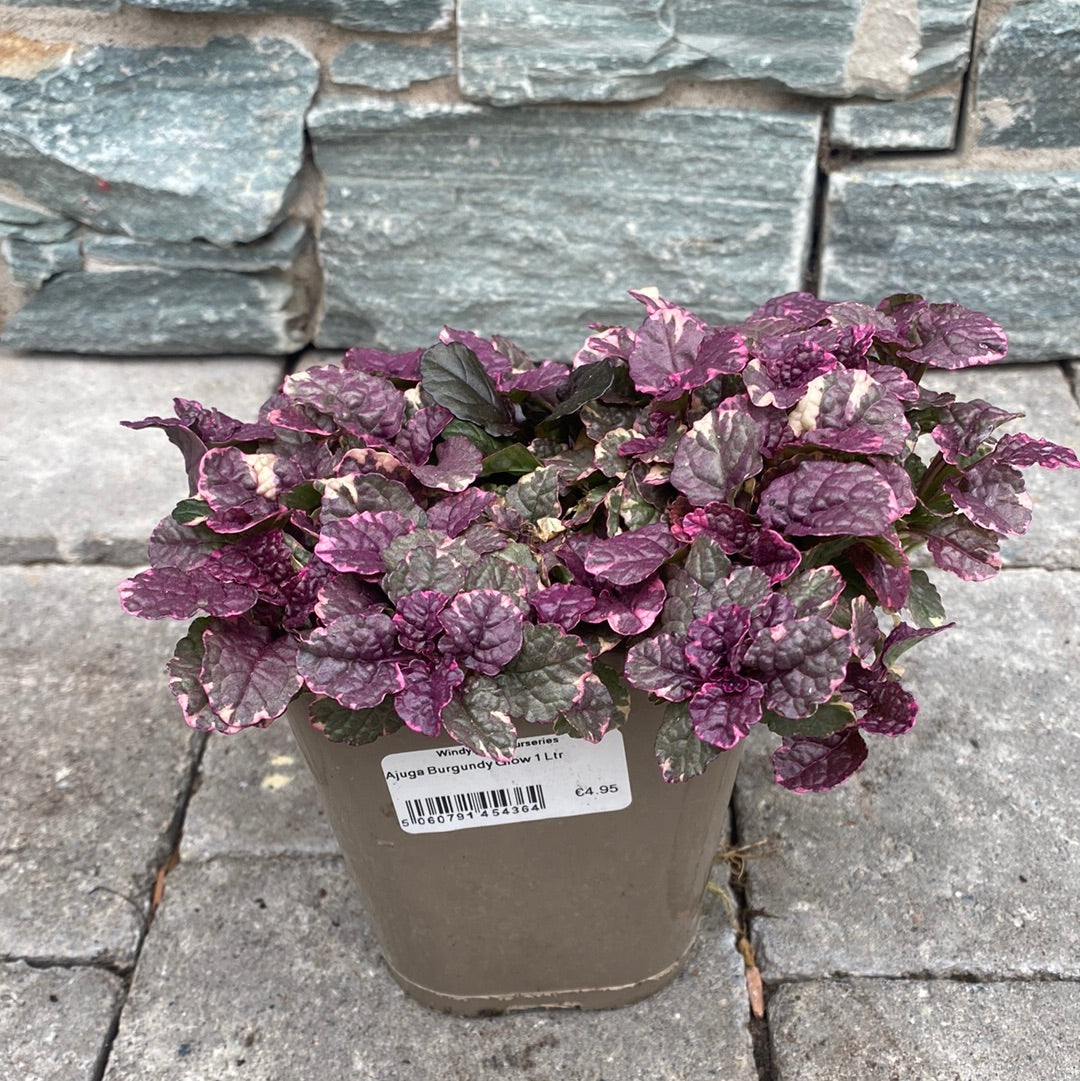 Ajuga Reptans Burgundy Glow 1 Ltr - Bedding - Windyridge Garden Centre