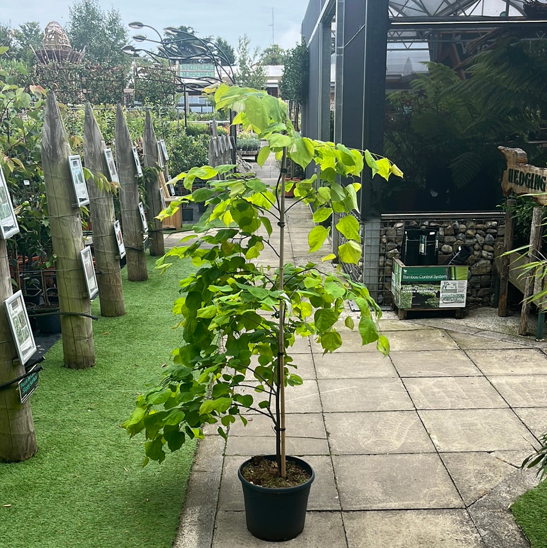 Cercis in cultivars