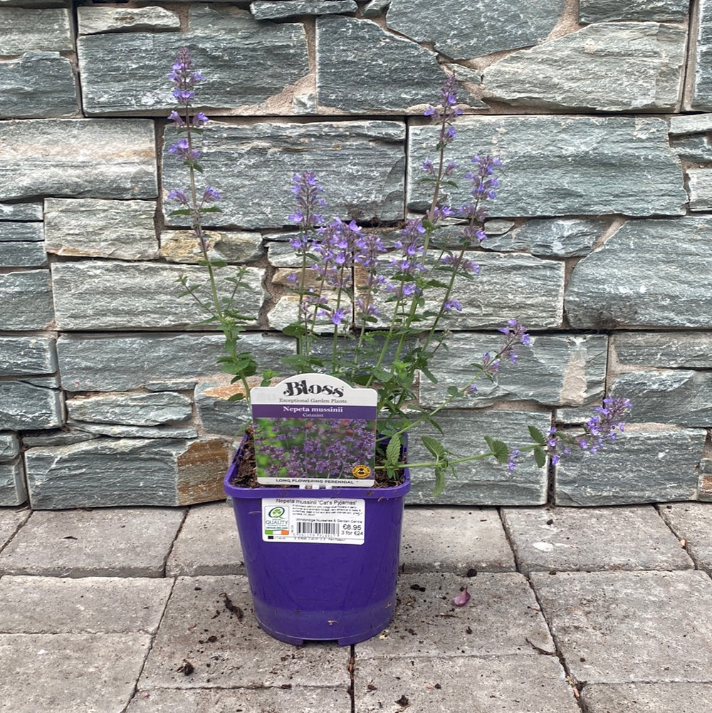 Nepeta-Mussinii-Potted
