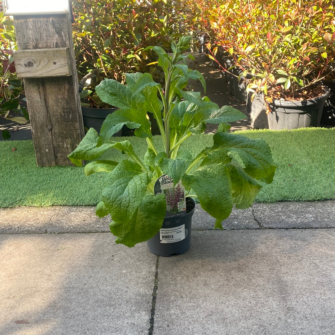 DIGITALIS Dalmation Purple