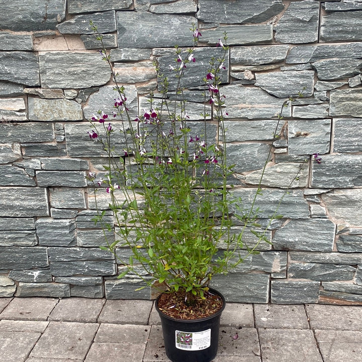 SALVIA greggii Amethyst Lips