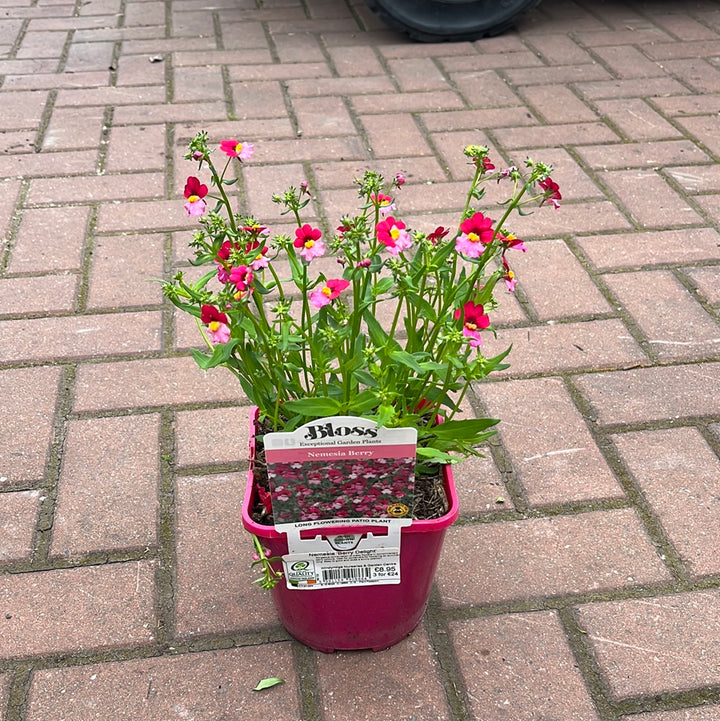 Nemesia Berry Delight