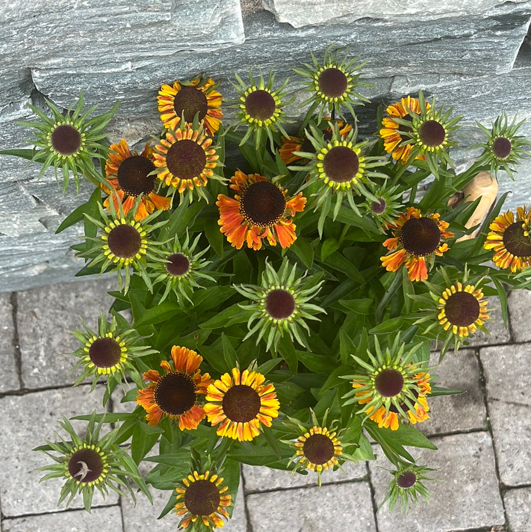 HELENIUM Short n Sassy – Windyridge Garden Centre