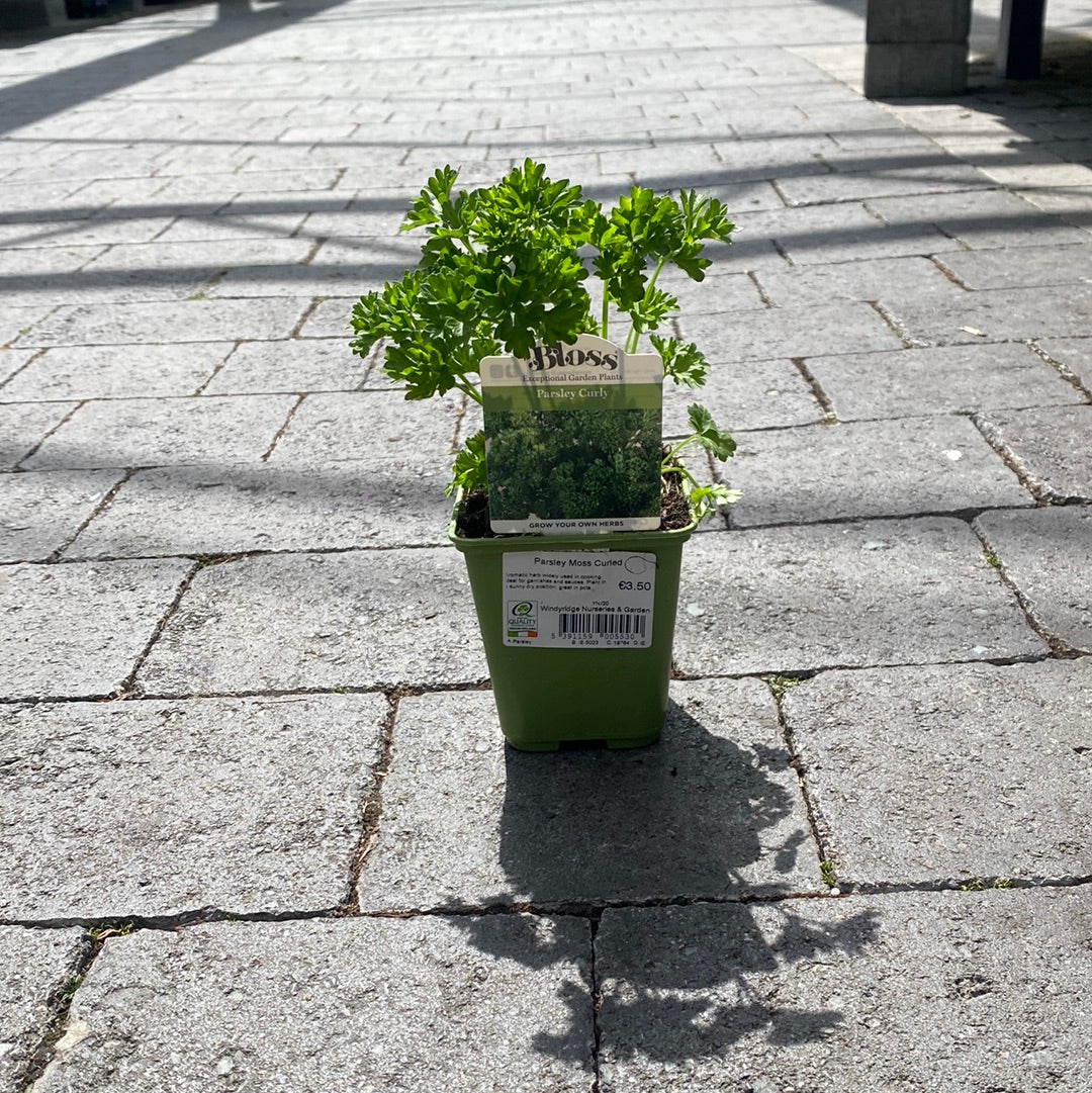 Parsley Moss Curled 9cm