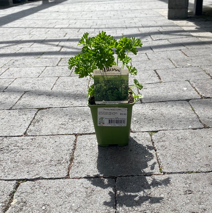 Parsley Moss Curled 9cm
