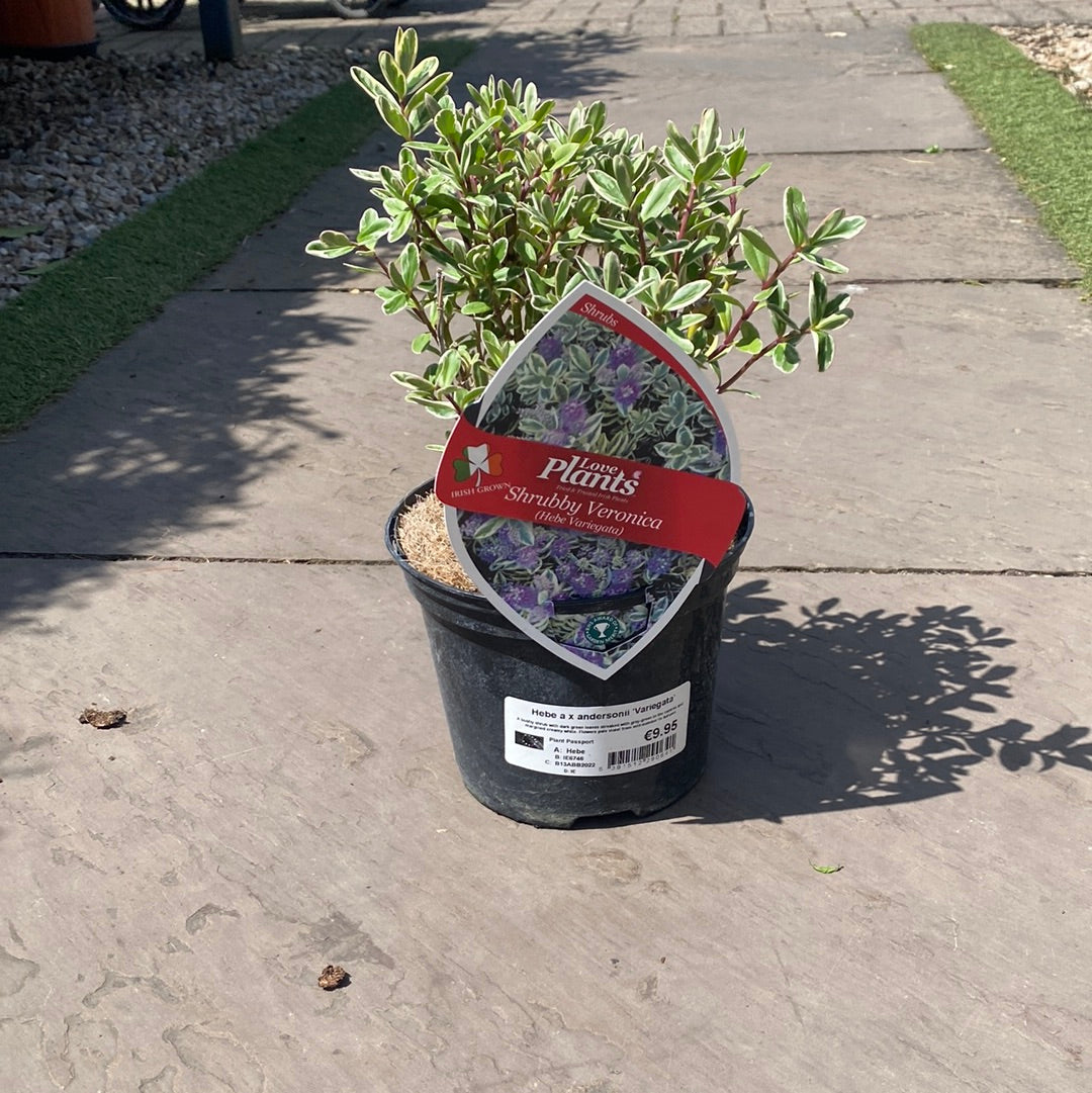 Buy Hebe Variegata Online