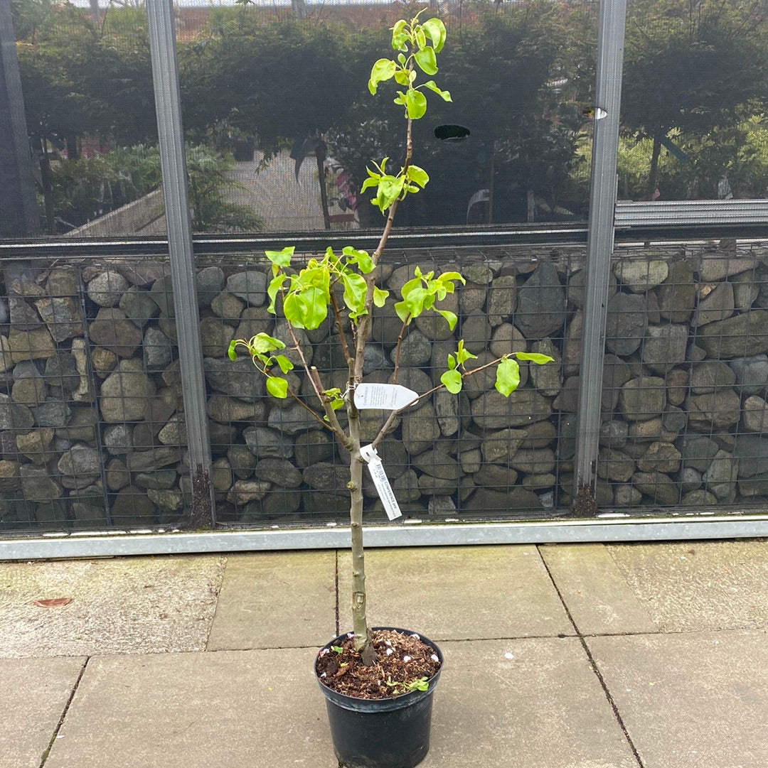 Pyrus c. Conference – Windyridge Garden Centre