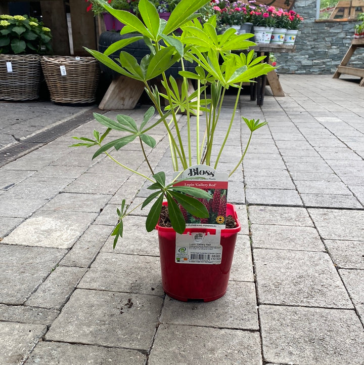 Lupinus Gallery Red