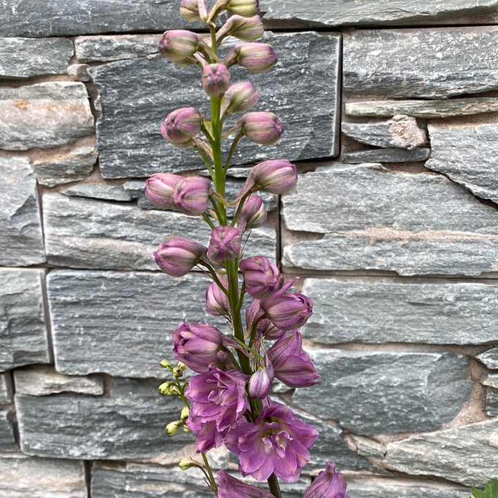 Bee Larkspur (Delphinium Astolat)