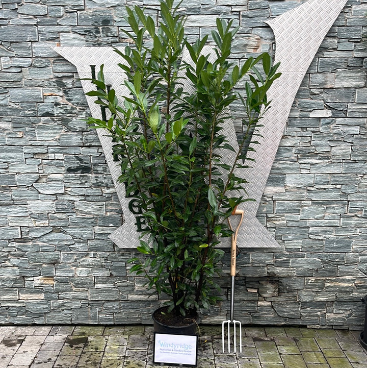 Prunus lau. Caucasica 200cm