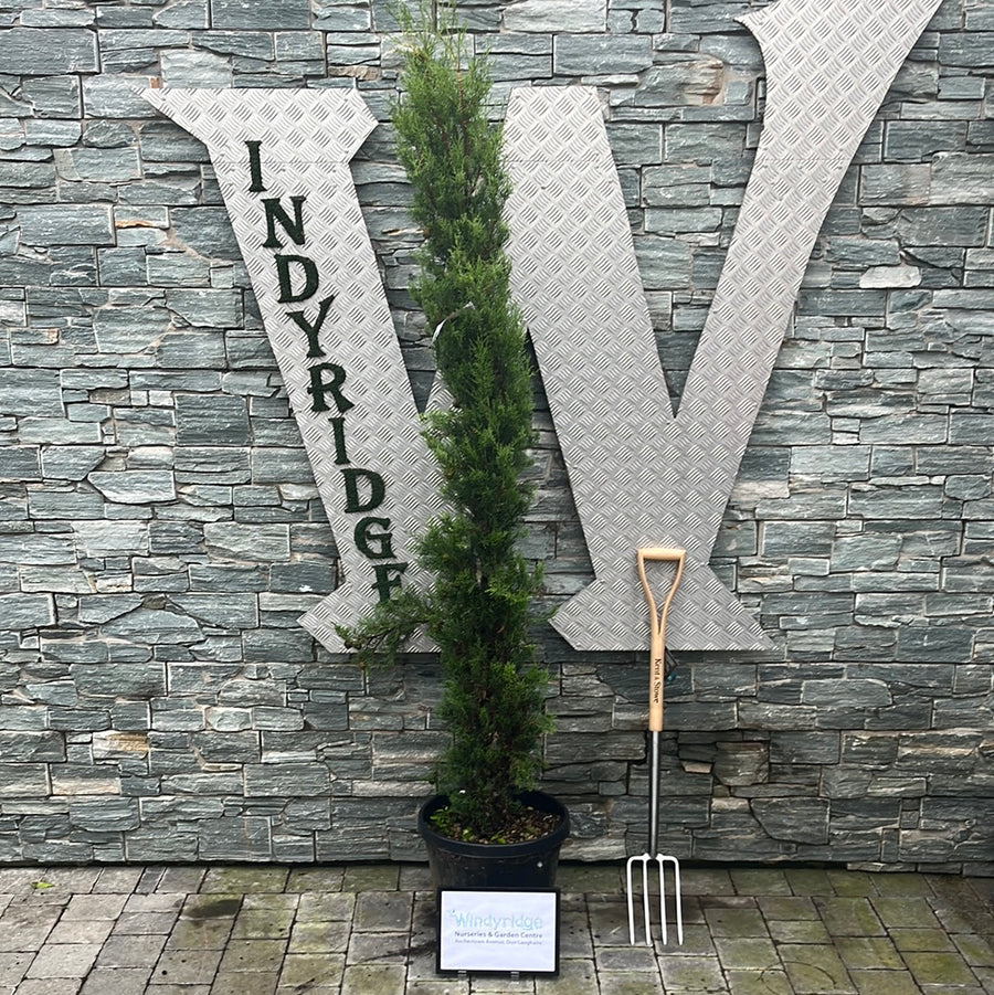 Cupressus Semp. Pyramidalis Clt 25 / 30 H 175 - 200 Cm - Standard Trees And Topiary - Windyridge Garden Centre