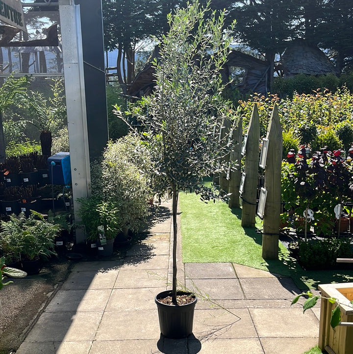 Olive Tree OLEA europea  10+   Std    25L