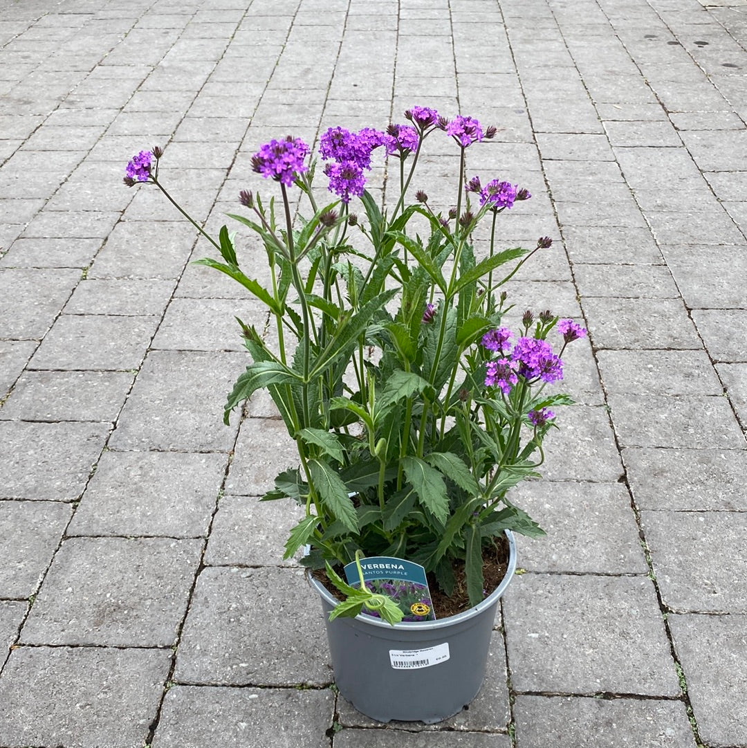 Verbena Rigida - Herbaceous - Windyridge Garden Centre