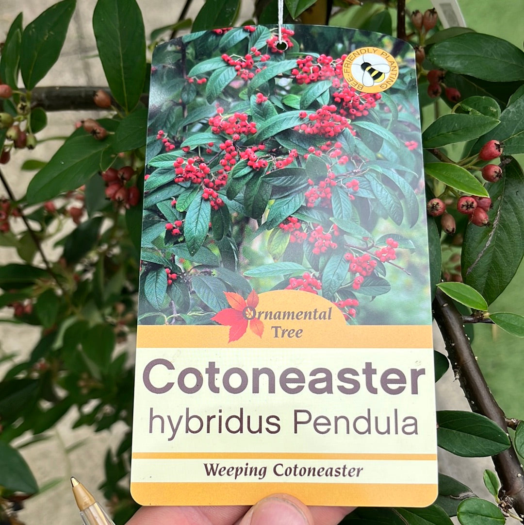 COTONEASTER HYBRIDA PENDULA