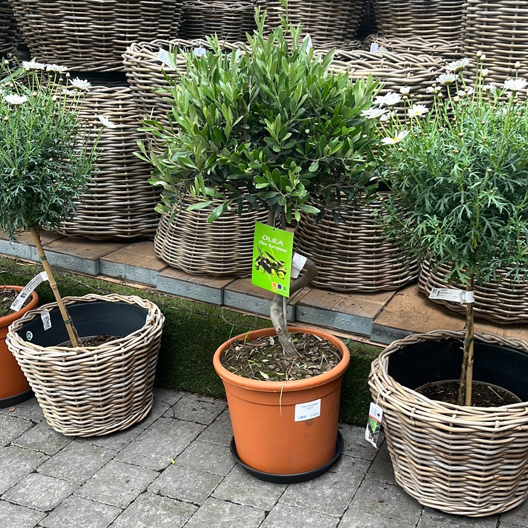 Olea Europaea Spiral