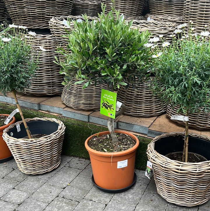 Olea Europaea Spiral
