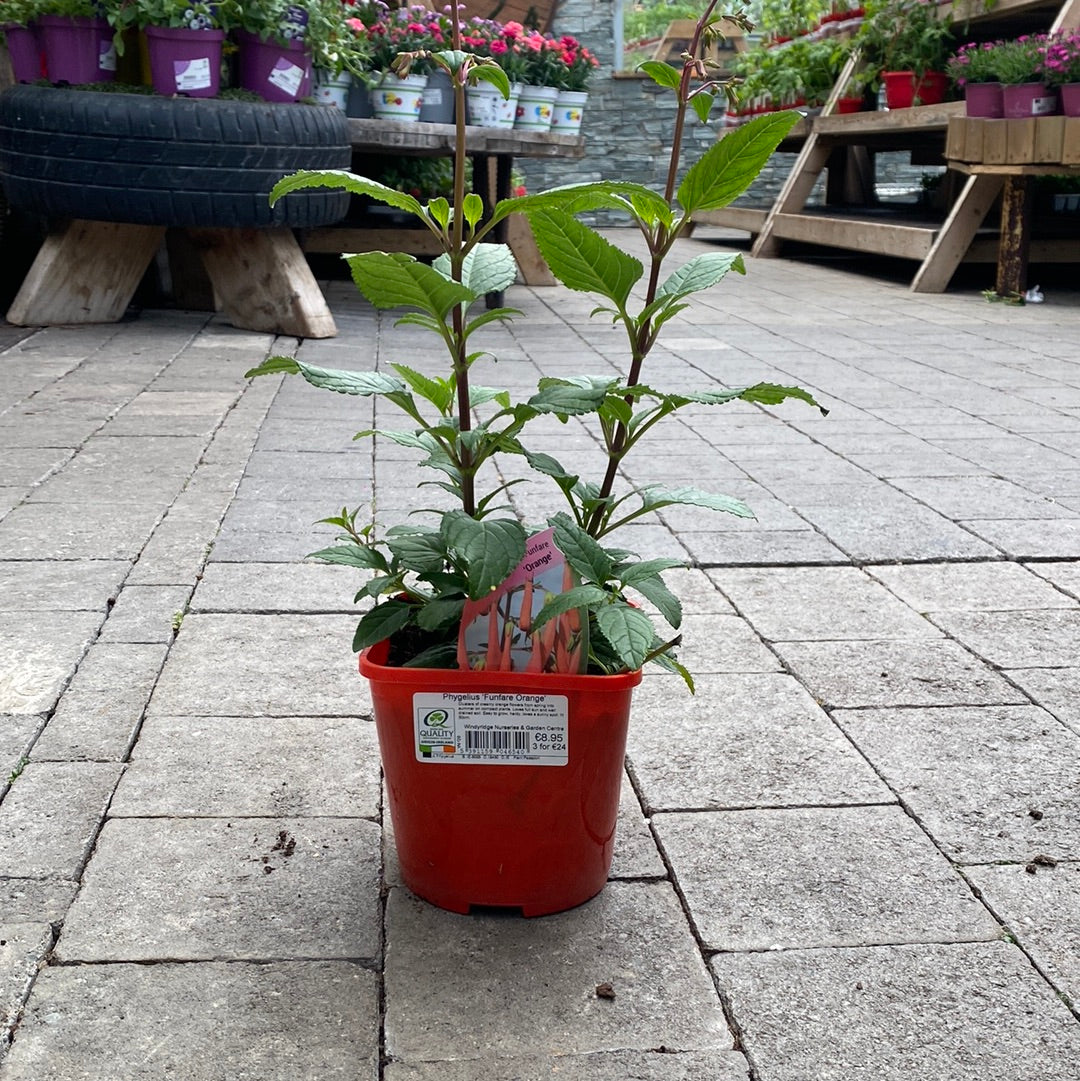 Funfare Buy Phygelius Funfare Orange Online | Windyridge Garden Centre ...