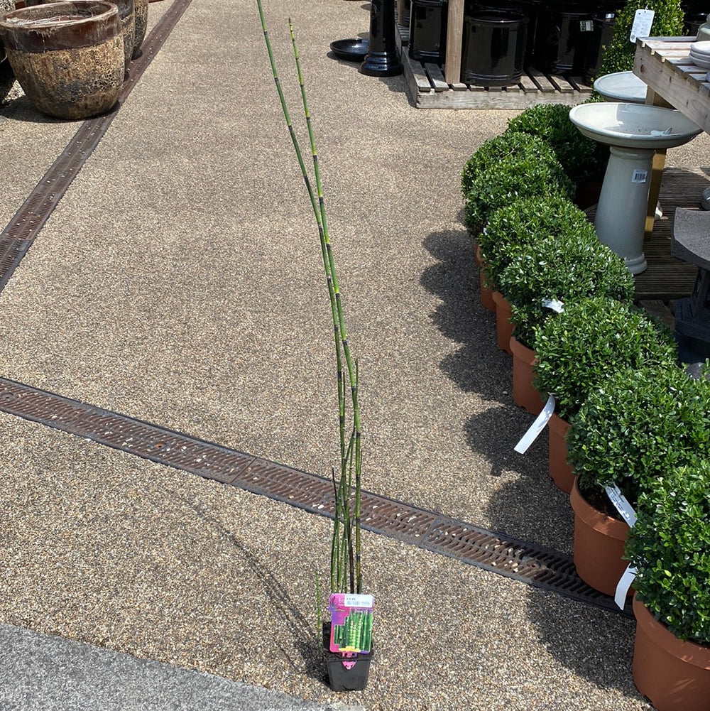 Equisetum-Hyemale-Potted