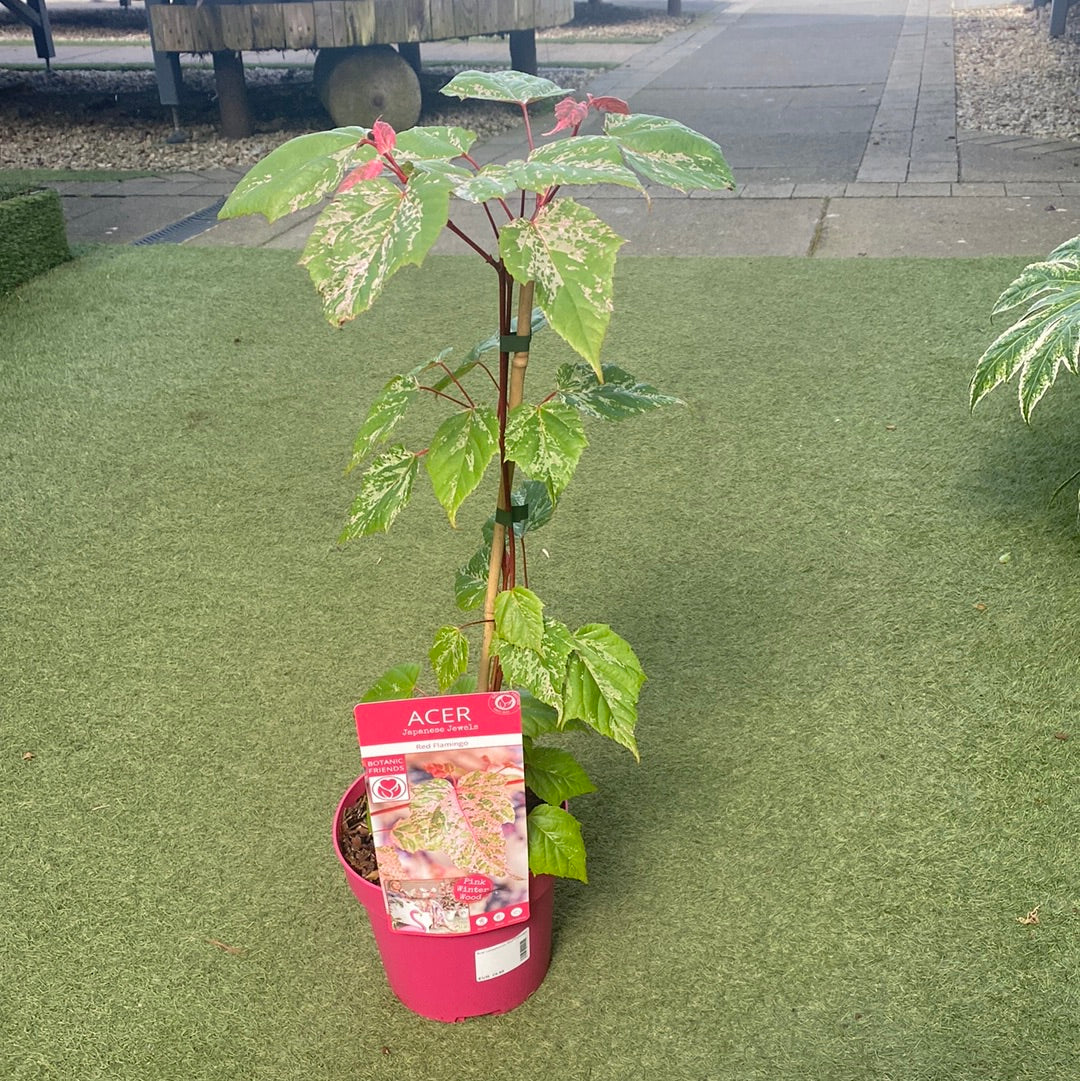 Acer conspicuum Red Flamingo