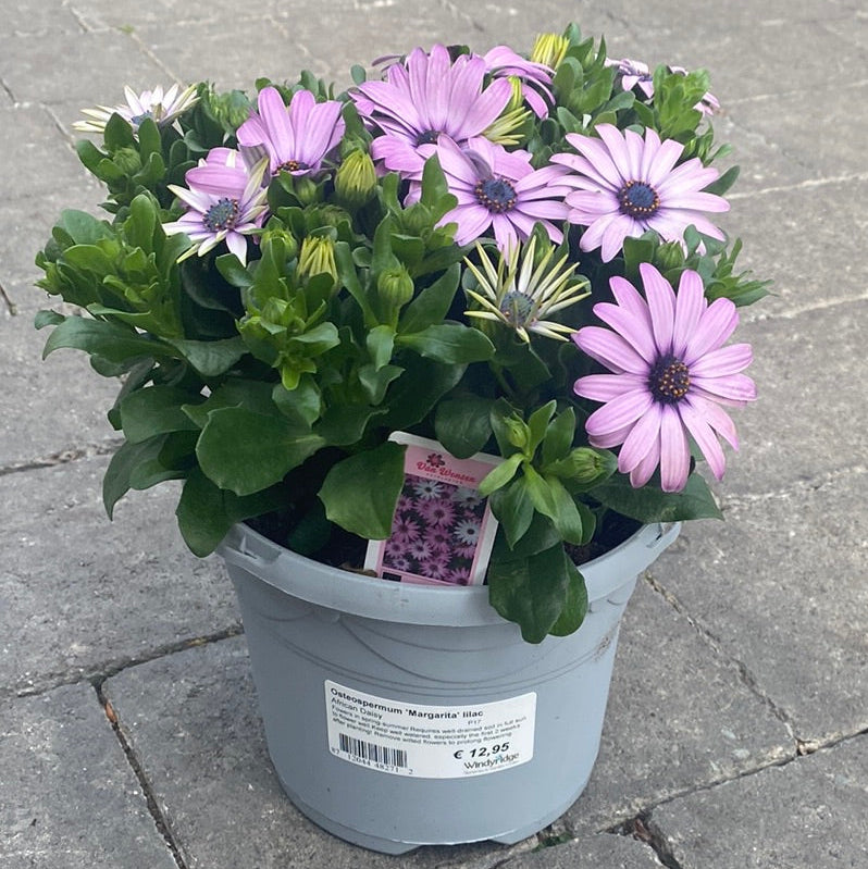 Osteospermum 'Margarita' lilac P17
