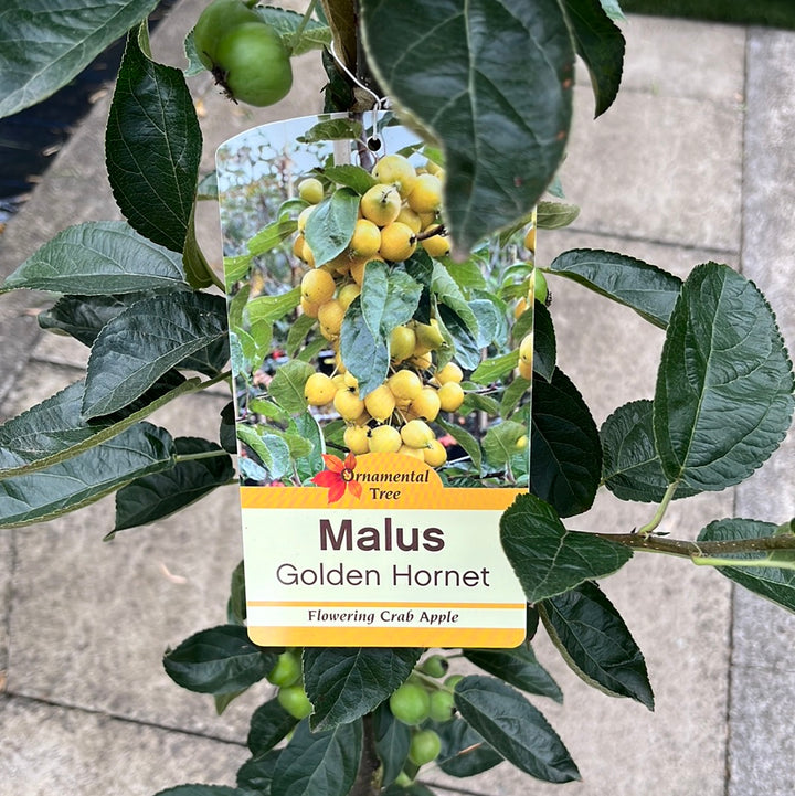 MALUS GOLDEN HORNET