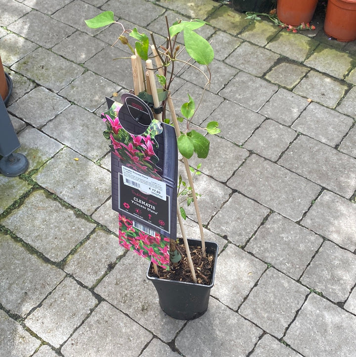 Clematis Princess Diana  S-pot(2,25 L)