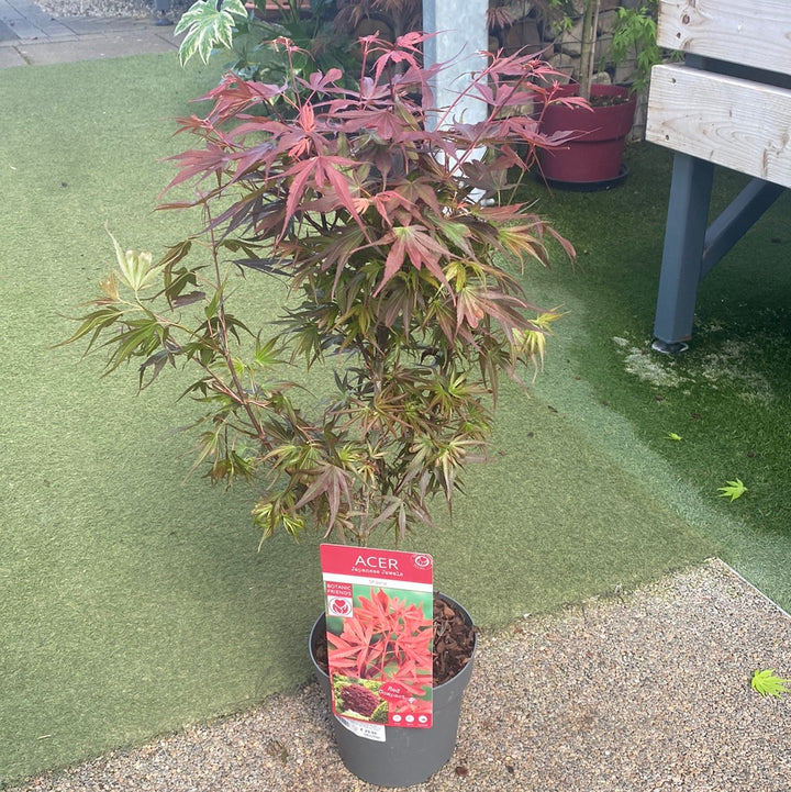 Acer pal. Shaina / 3 Ltr pot