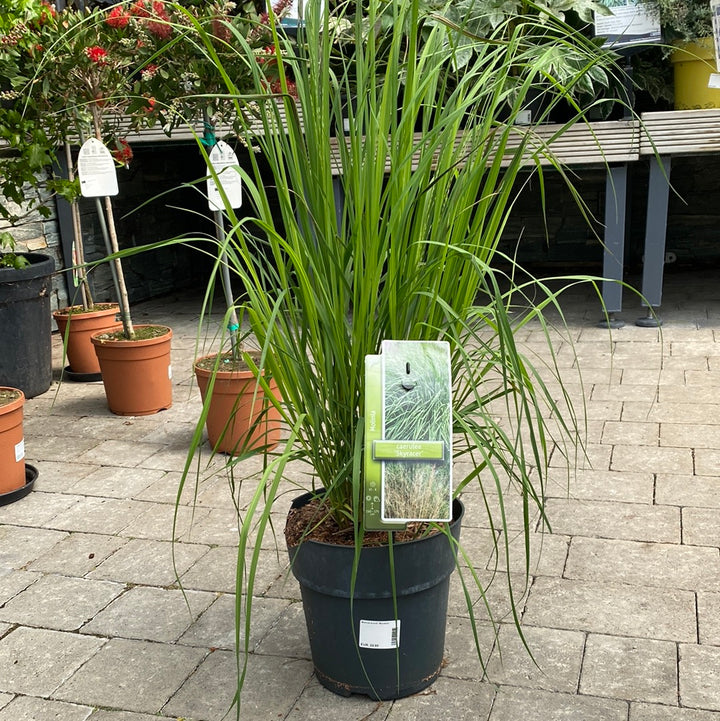 Molinia arund. Skyracer